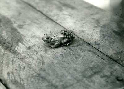 A Male Midwife Toad, Carrying Fertilised Eggs on His Back, London Zoo, September 1921 by Frederick William Bond